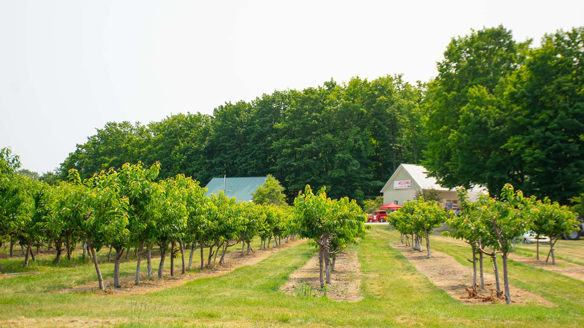 From Orchard to Bottle: The Journey of Red Truck Orchards' Cherry Wine Vinegar