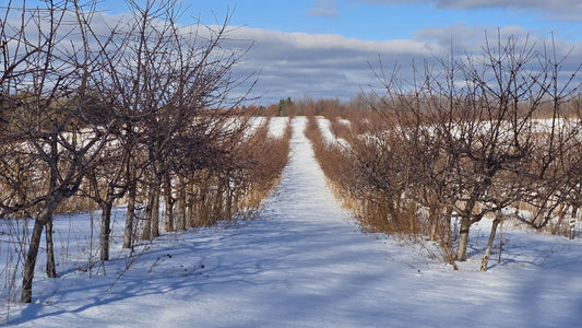 Sip, Sip, Hooray! New Habits in 2026