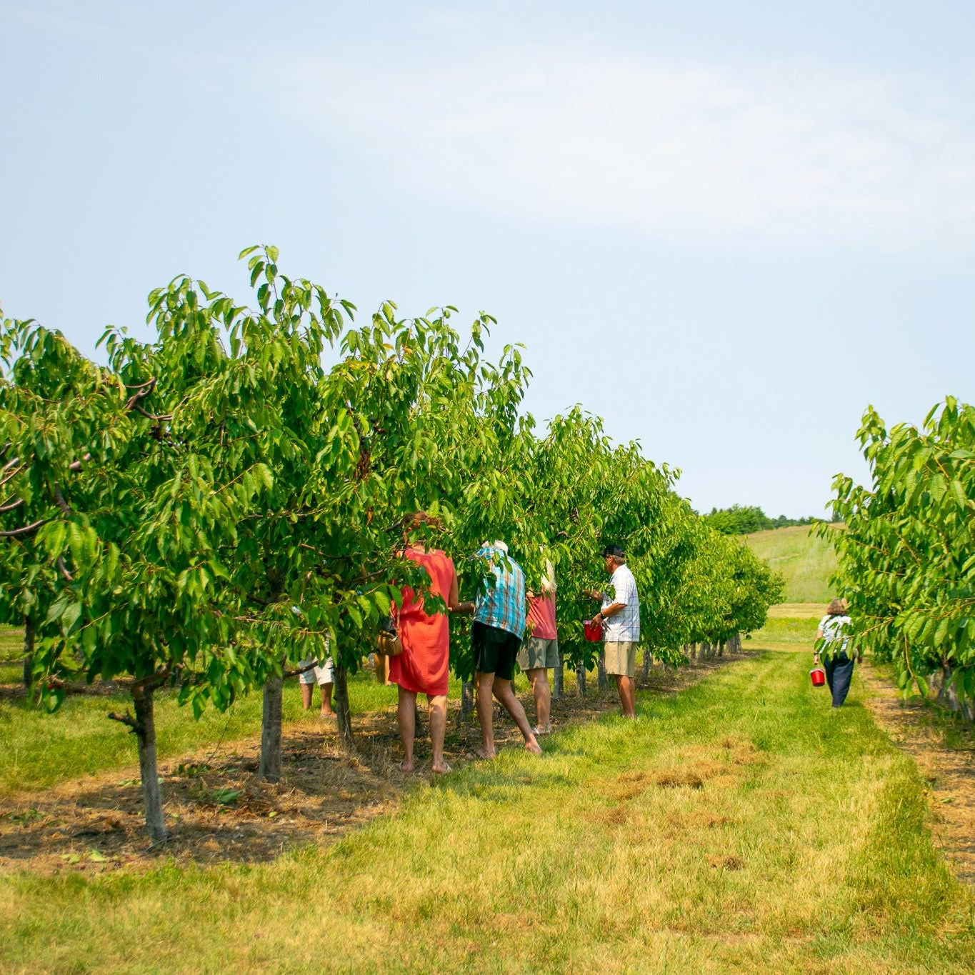 People walking through an orchard with green trees and a clear blue sky.